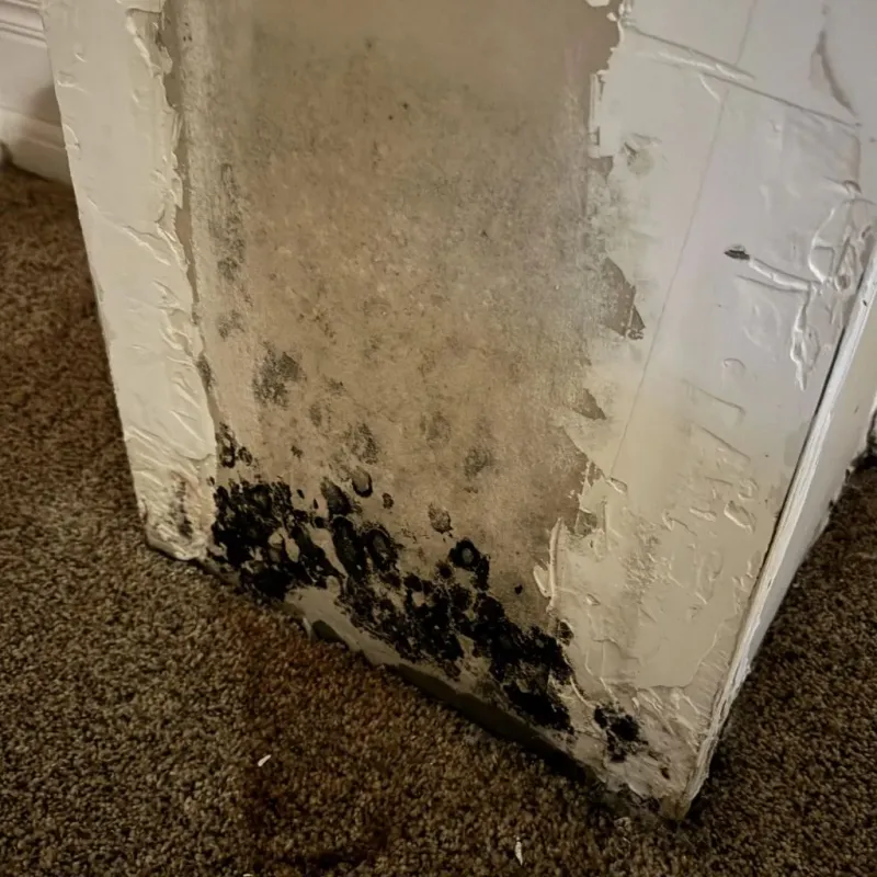 Professional Mold Removal in Rosebud, SD